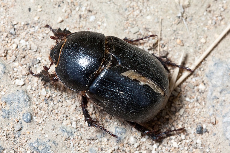 Pentodon sp. (Dynastidae)